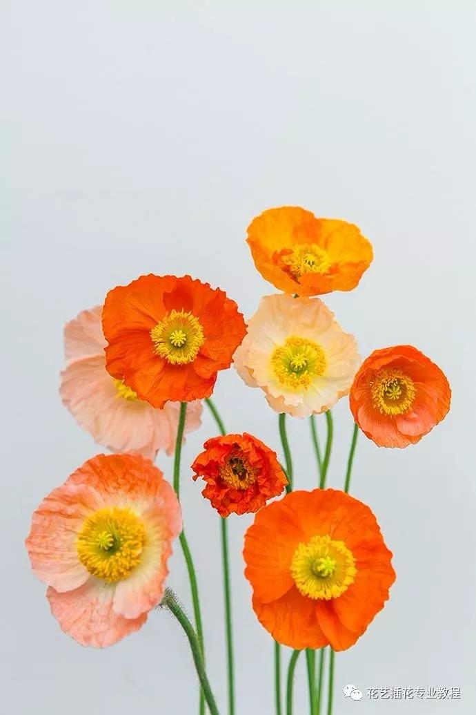 学花艺必备的花语,花艺师要知道的花与花语