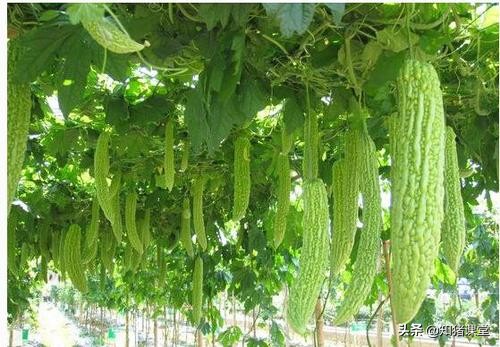 猪食欲不好怎么解决,猪吃饲料消化不好喂什么好