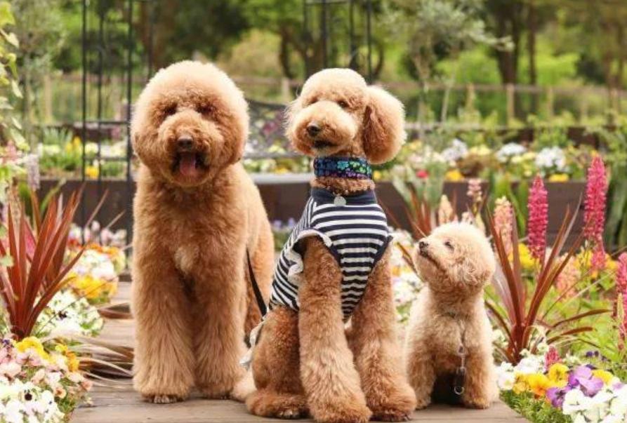 巨型贵宾犬毛色越来越淡怎么办,巨型贵宾犬为什么不建议养