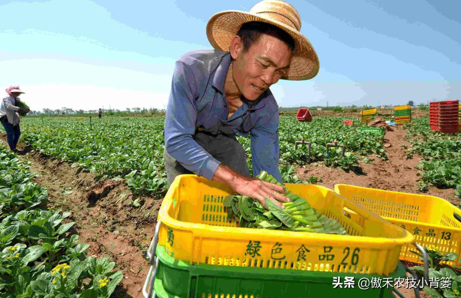 农作物苗期用哪个调节剂比较好,作物生长调节剂大全