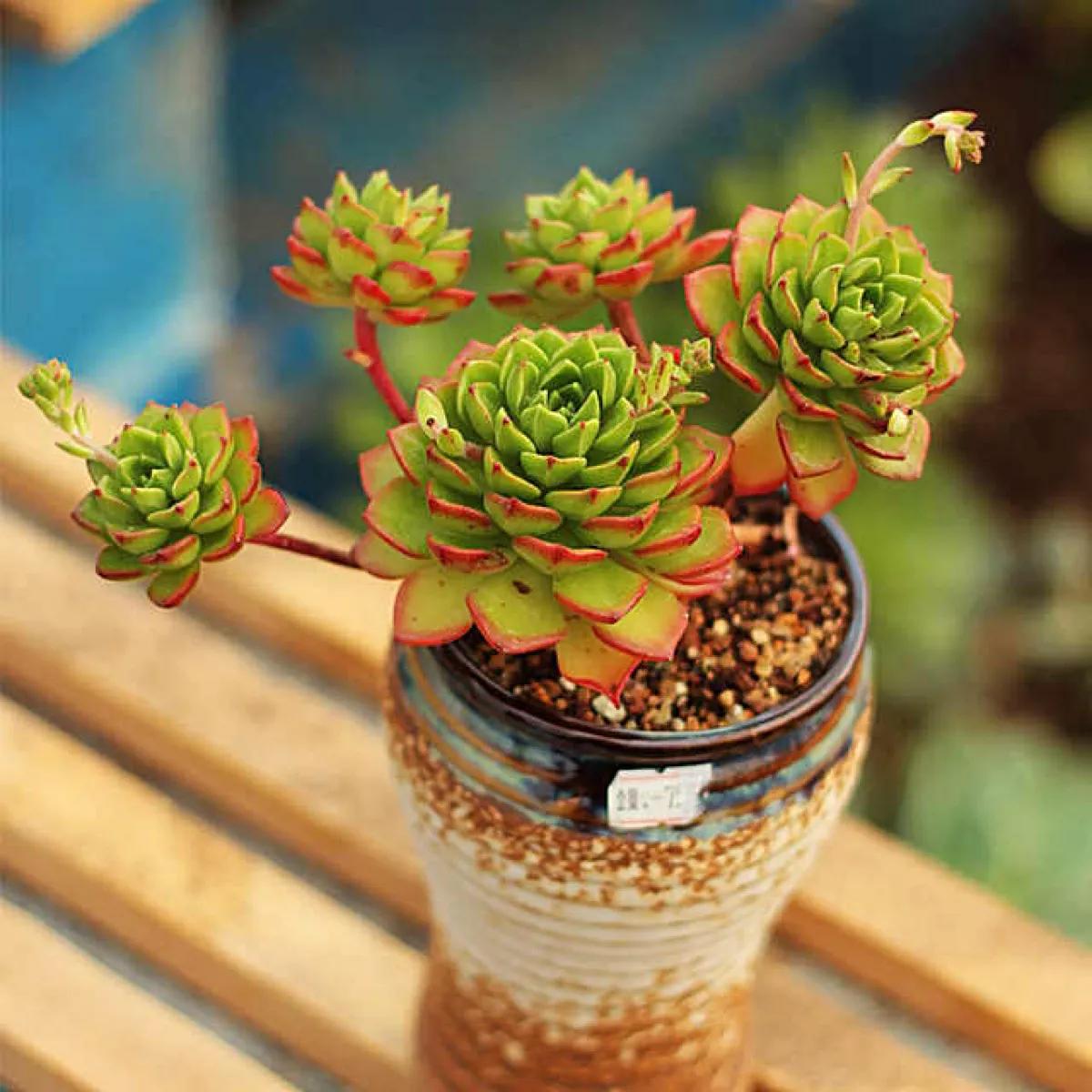 家里不养开花的植物,家里不养带刺的花