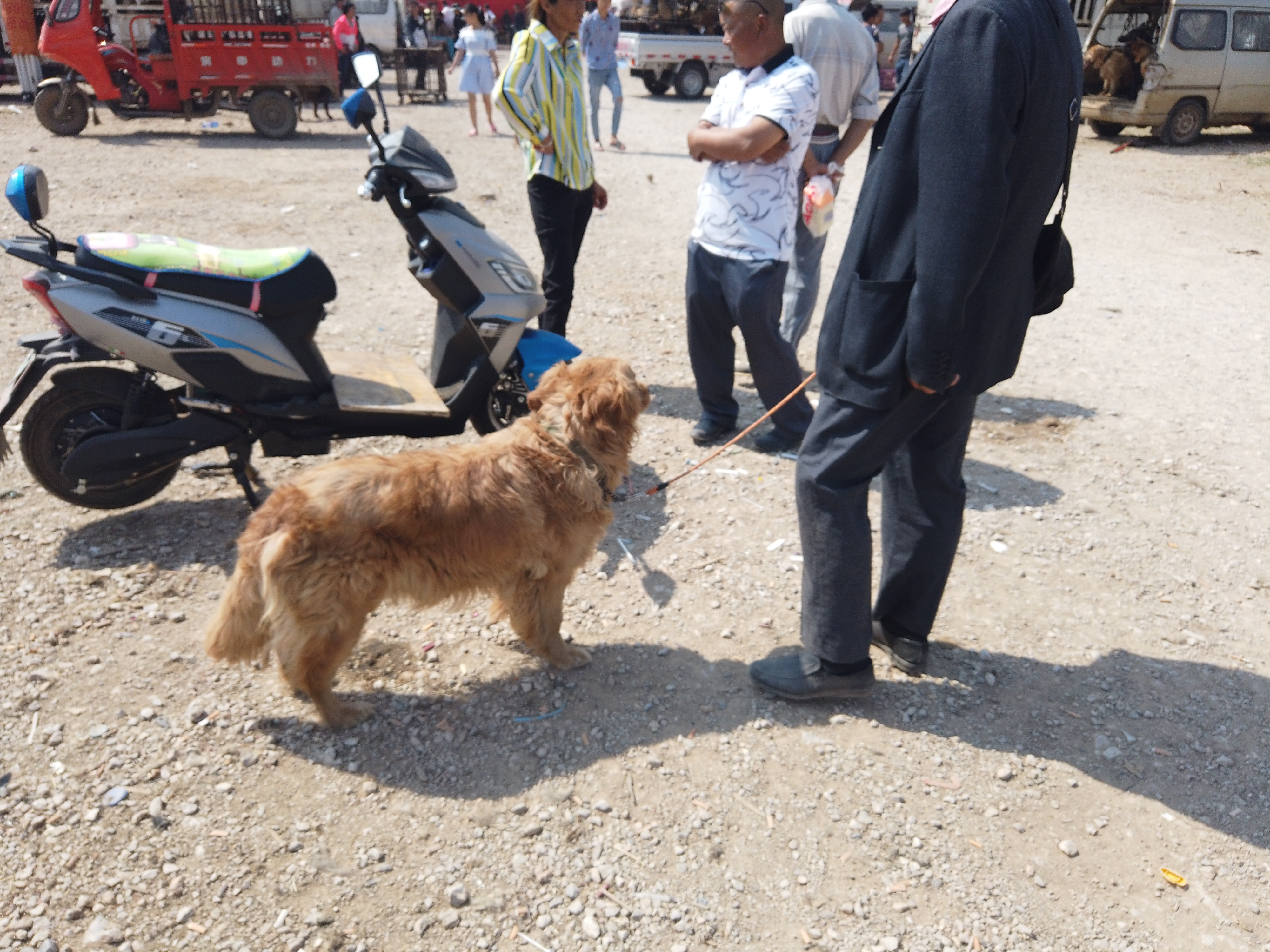 400元一只金毛出售,一万块钱的金毛出售