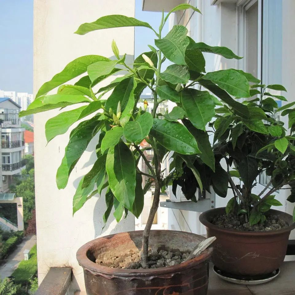 白兰花原生苗好还是嫁接苗好,刚种的白兰花缓苗期多久