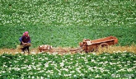 被大理丽江掩盖风头又怎样？它才是云南No.1！5月它太美了