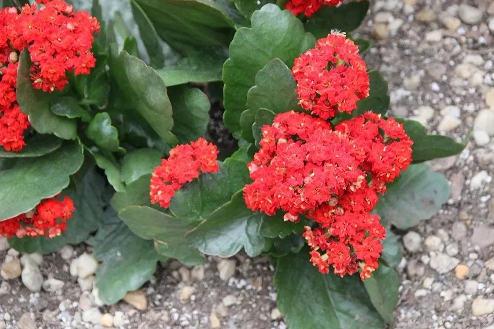 长寿花这个名字的由来是什么,长寿花因为什么而得名