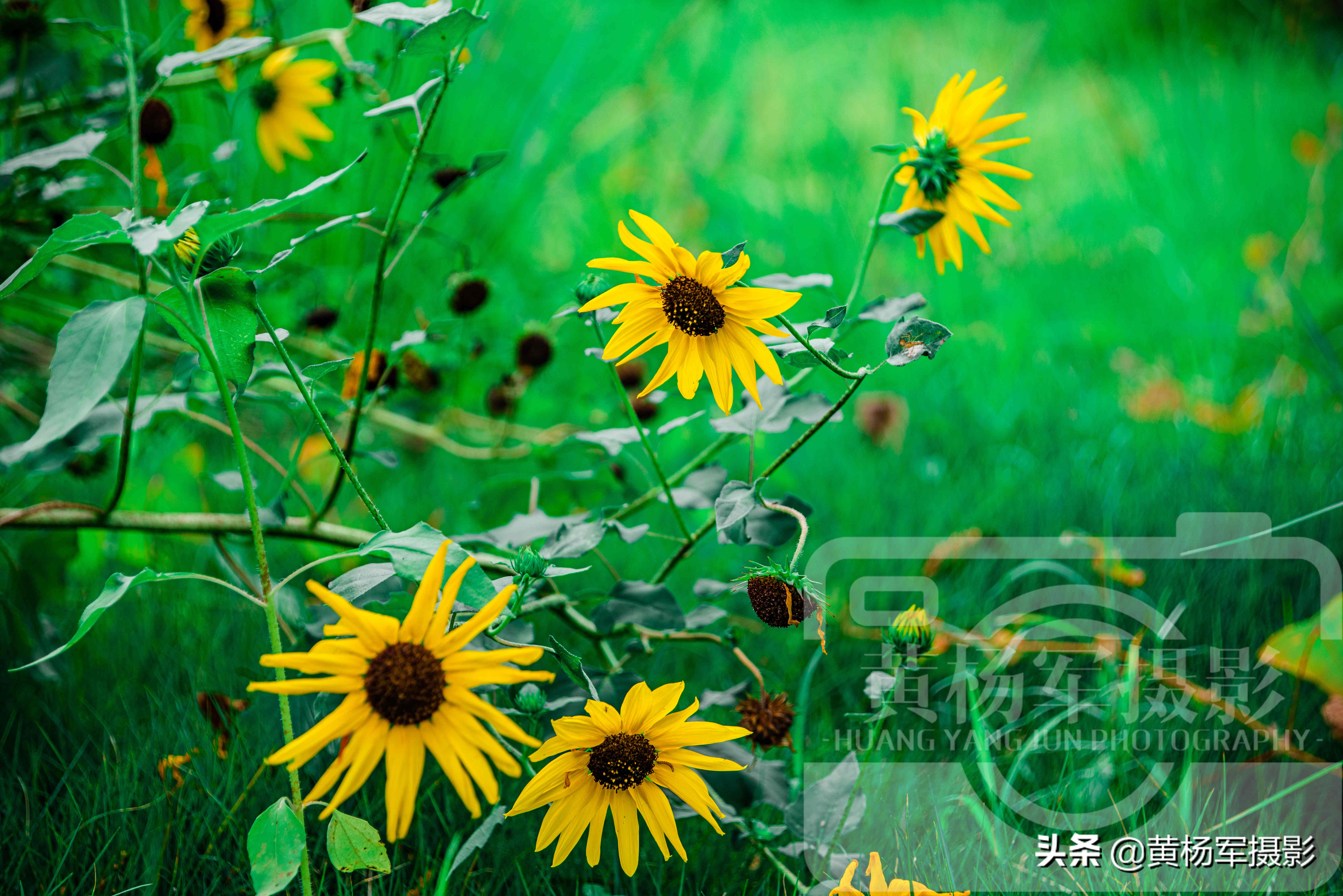 绿叶中美丽绽放的黑心金光菊花，娇美迷人的花朵很漂亮