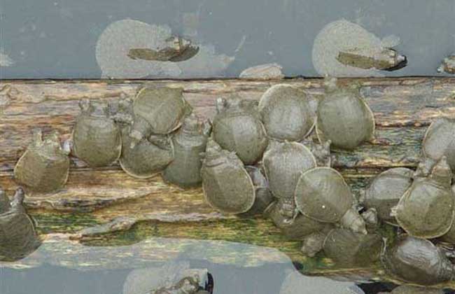 池塘甲鱼养殖技术与管理方法,甲鱼养殖是特种养殖吗