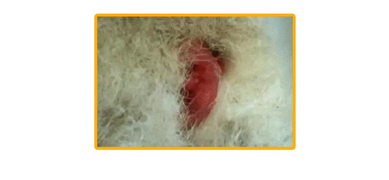 动物世界生蛋的过程,动物世界奇特的分娩方式