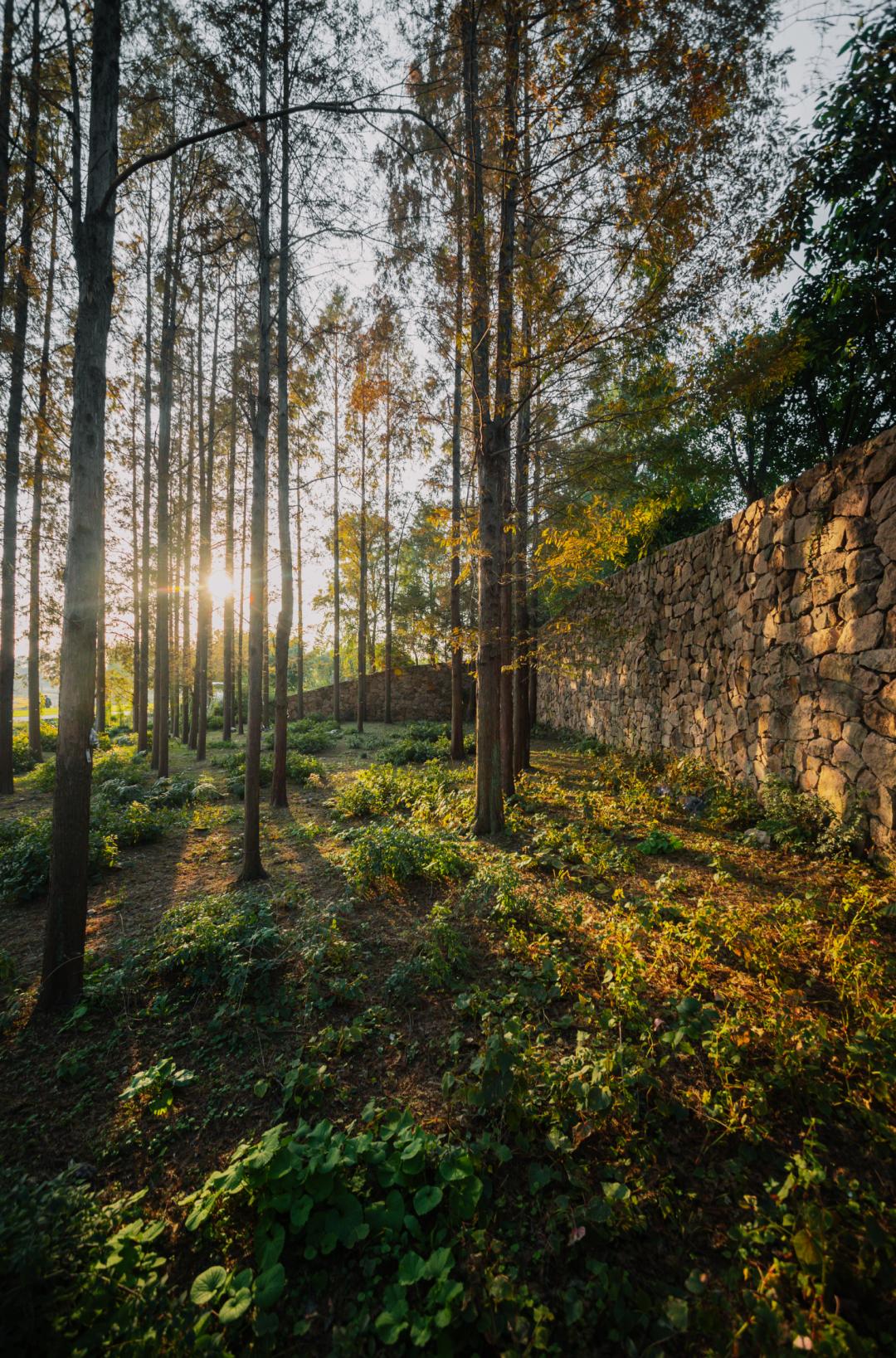 上海最美秋景,上海哪些公园可以拍秋景