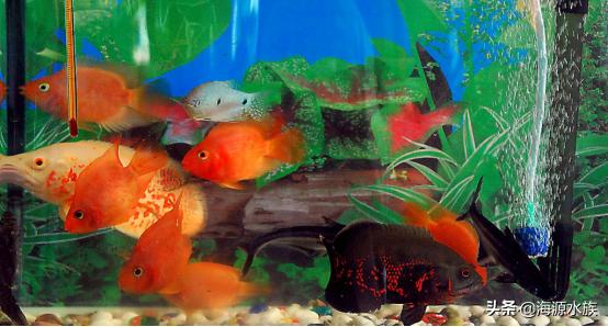 养鱼的硝化菌哪个好用,新手养鱼硝化细菌是必须买的吗