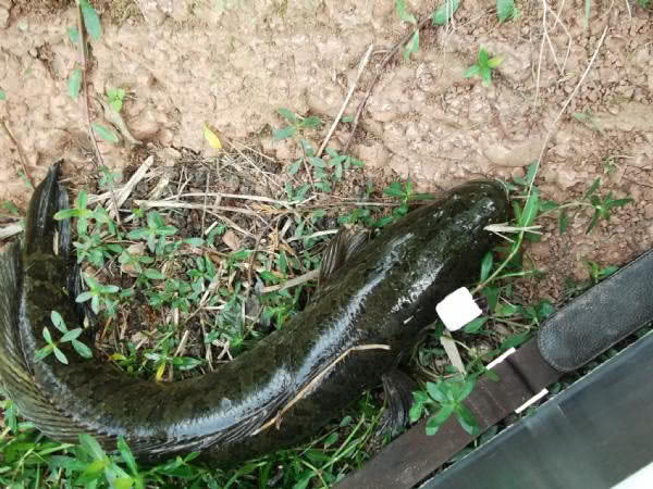 最好的钓黑鱼的方法,钓黑鱼的方法时间与技巧