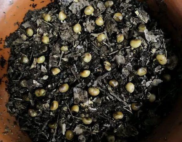 君子兰根部长了小虫怎么办,君子兰死了根部冒出小芽怎么办