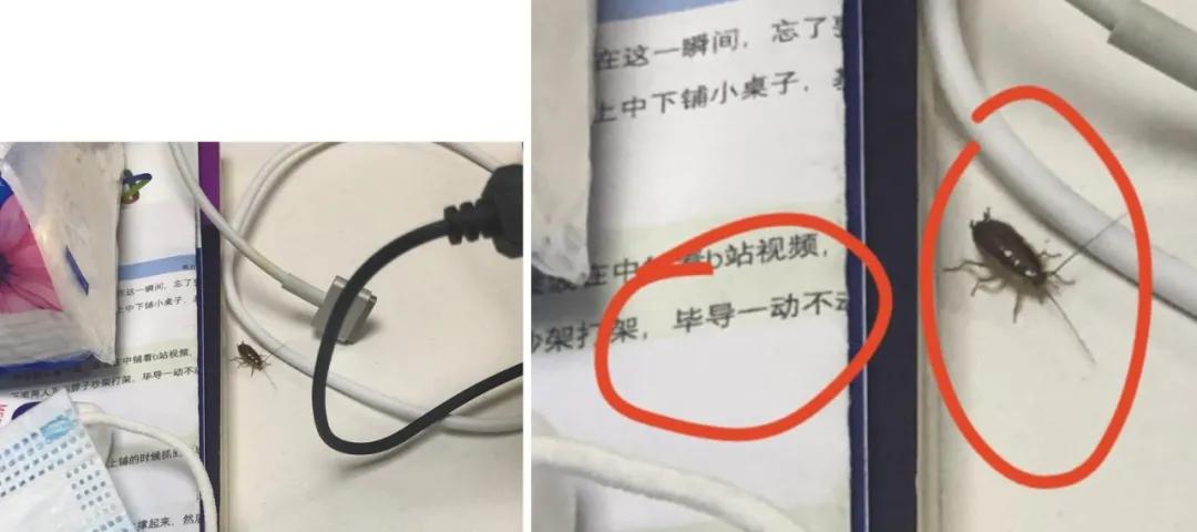 饮水机出了一只蟑螂怎么办,饮水机接出来的蟑螂能活多久