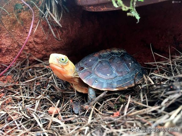 养乌龟新手入门黄缘龟,黄缘龟常见病及预防