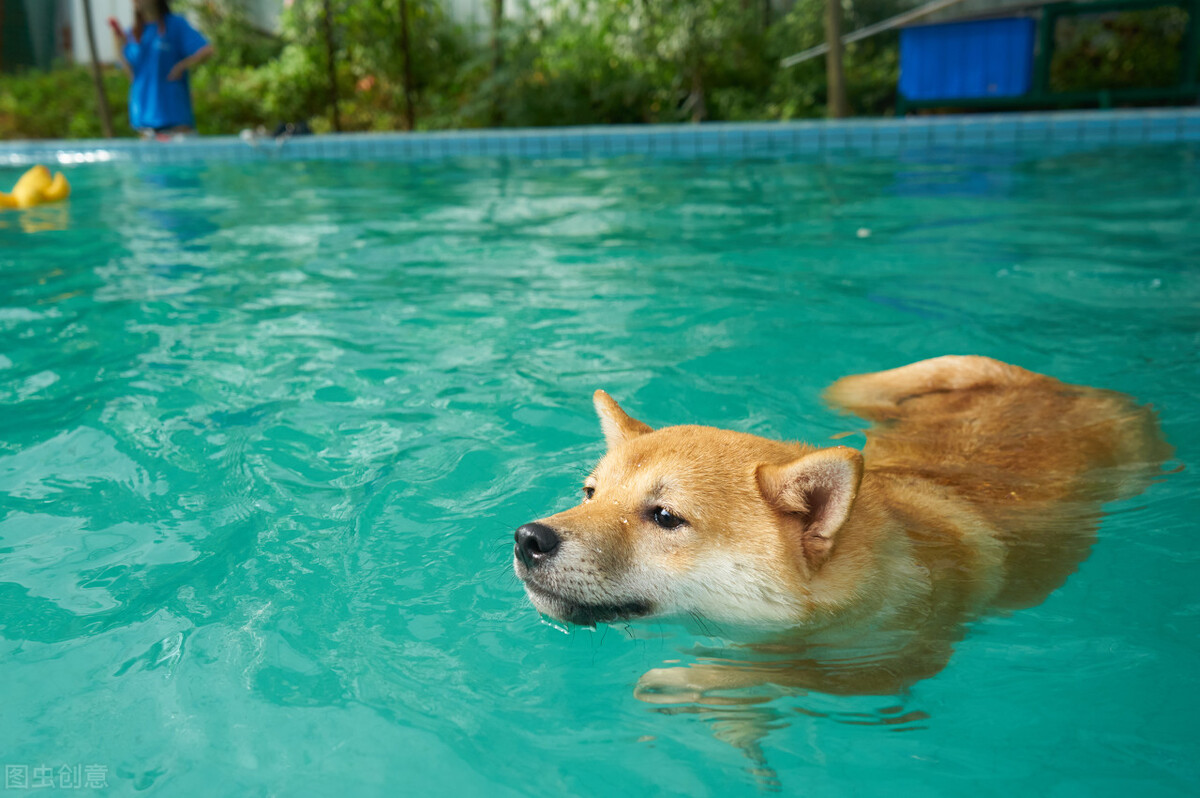 为什么不能养日本柴犬呢,柴犬有什么优点怎么那么呆萌可爱