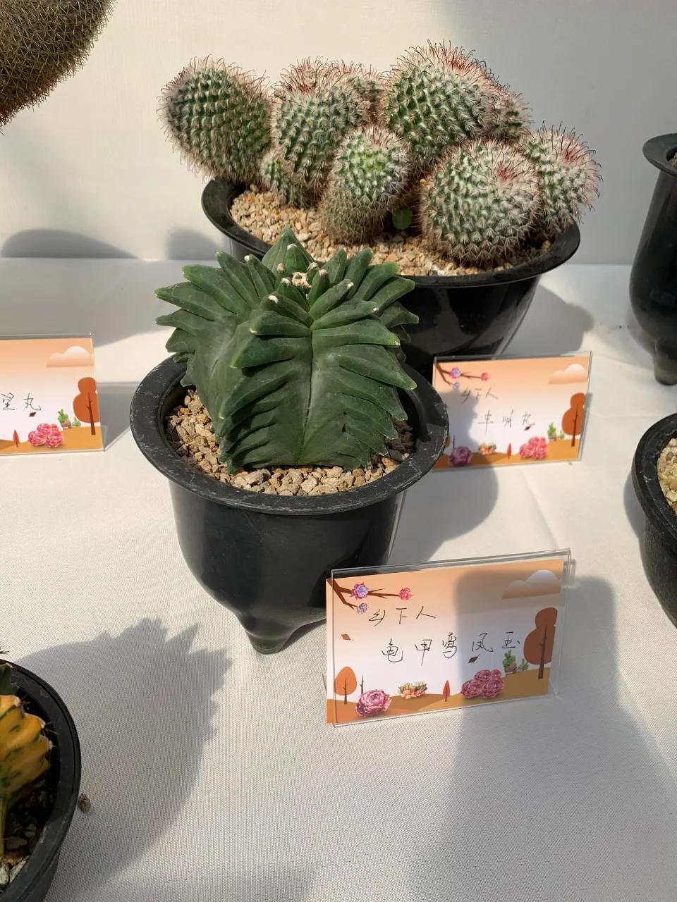 这个年销量上亿株多肉的县城，举办了首届多肉电商节