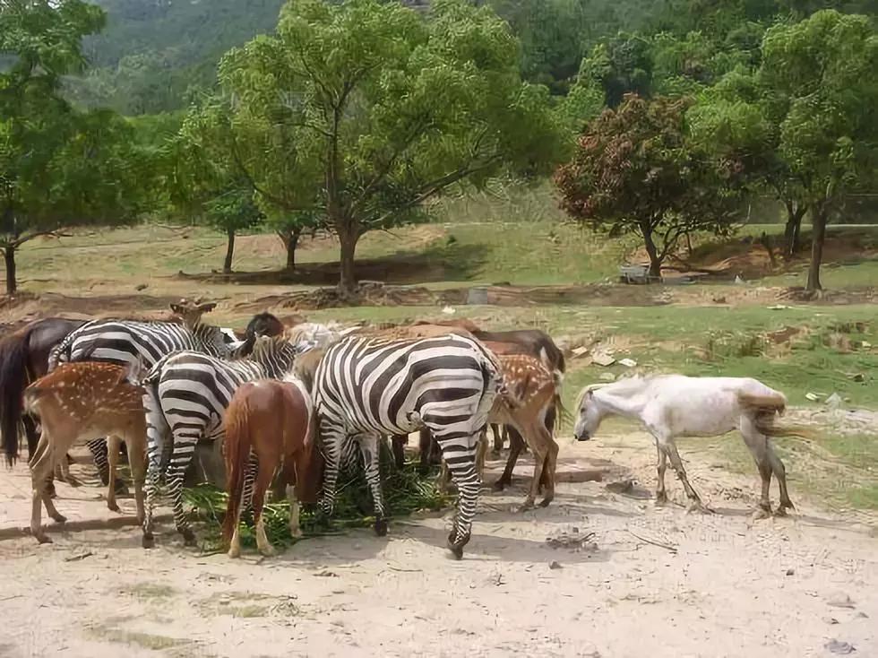 福建漳州厦门的发展,漳州与厦门经济差距