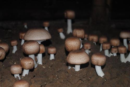 林下巴西菇种植技术,巴西菇的种植方法