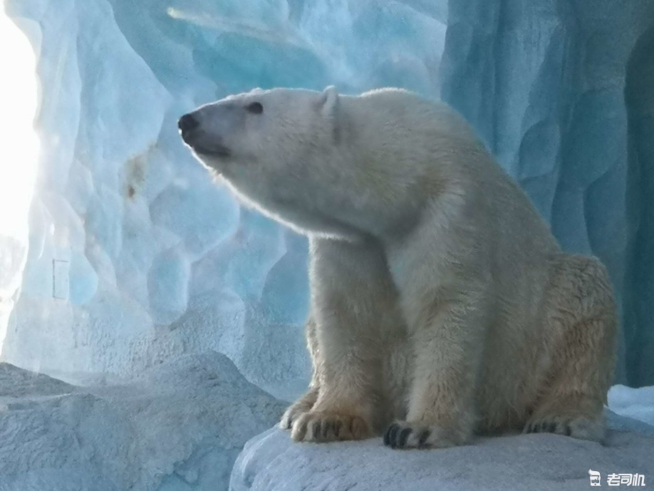 珠海长隆海洋王国攻略2天亲子游,珠海长隆海洋王国亲子游北极熊