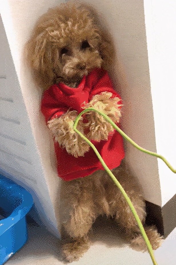 让泰迪最快熟悉的办法有哪些呢,遛泰迪的时候应该注意什么