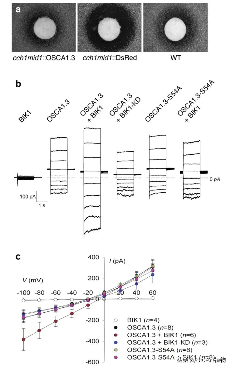 钙离子通道osca,nature神经免疫学研究