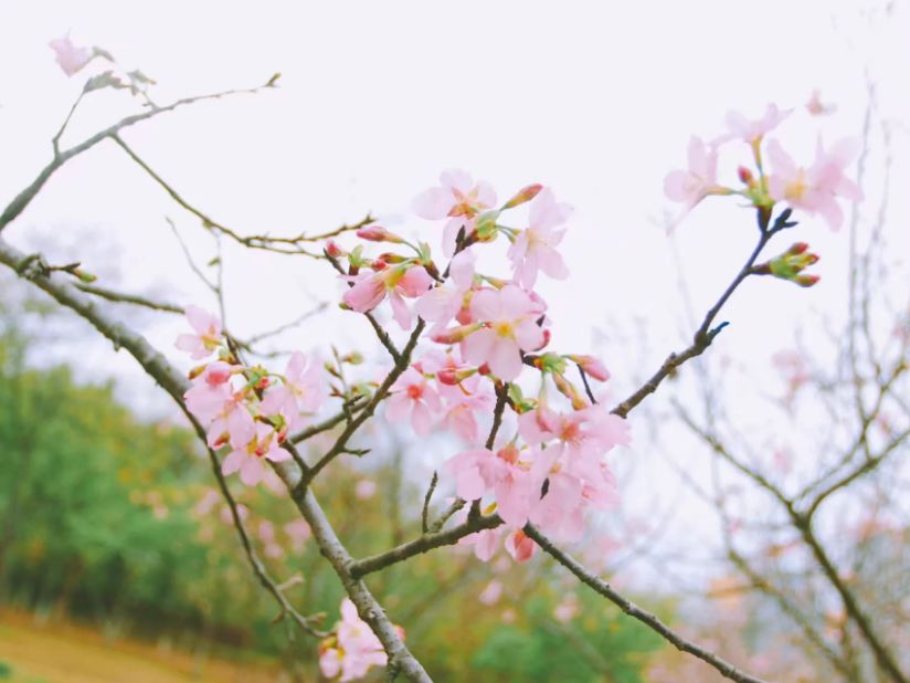 去深圳十大景点,到深圳必玩十大景区1天时间够吗