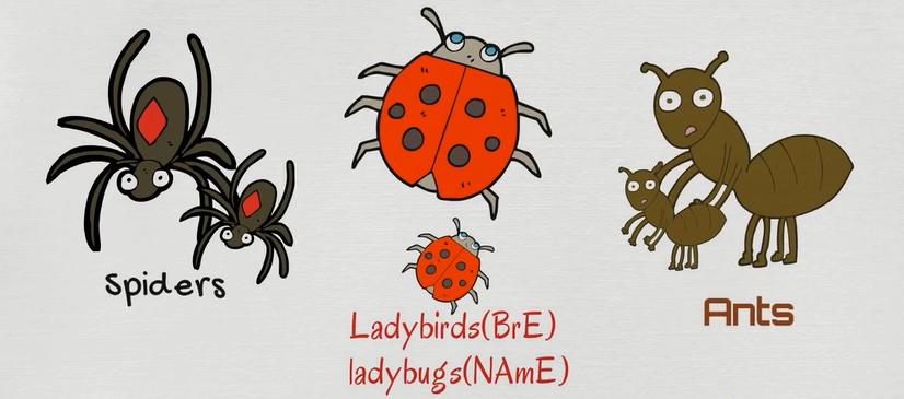 动物英语名称视频大全,兔小贝英语宝典动物名称