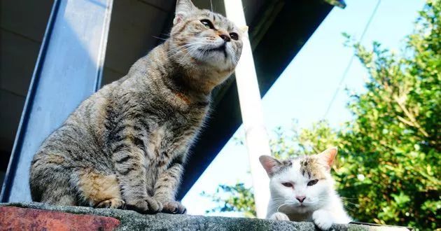 告别流浪猫展览再现12个吸猫圣地,最治愈的吸猫胜地