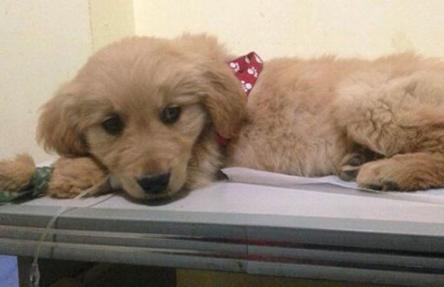 狗狗突然疯狂舔地板呕吐怎么回事,狗狗呕吐食物是死亡征兆吗