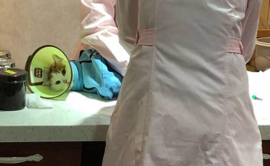 猫咪乳腺溃烂会自己好吗,猫咪乳腺有结节病变