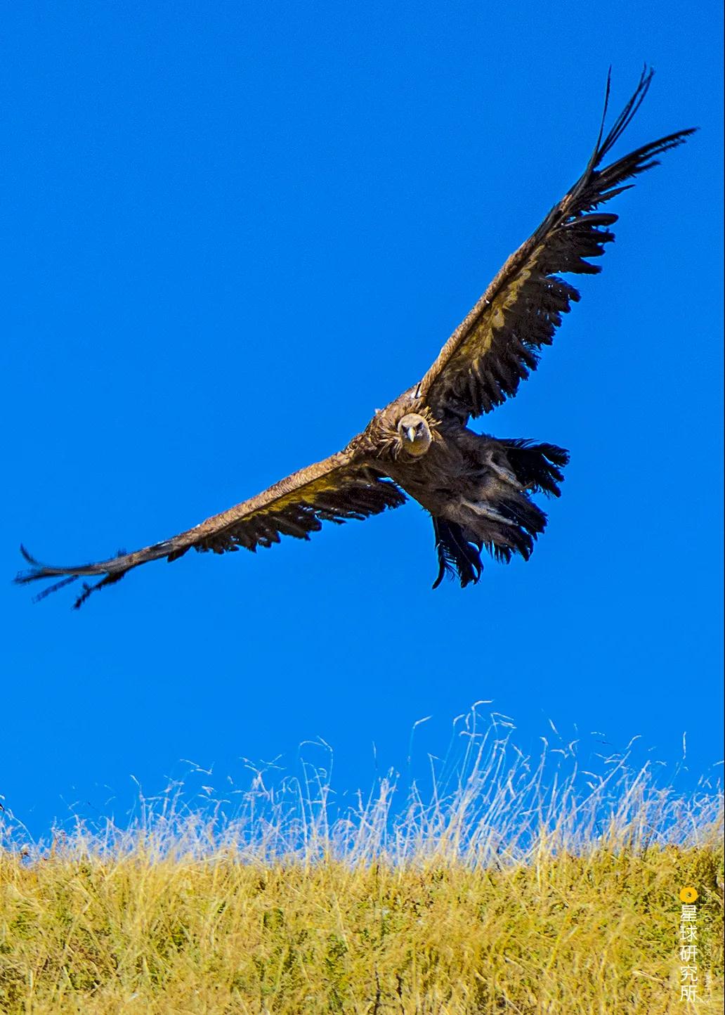 林草领域知识图谱,林草科普专业术语