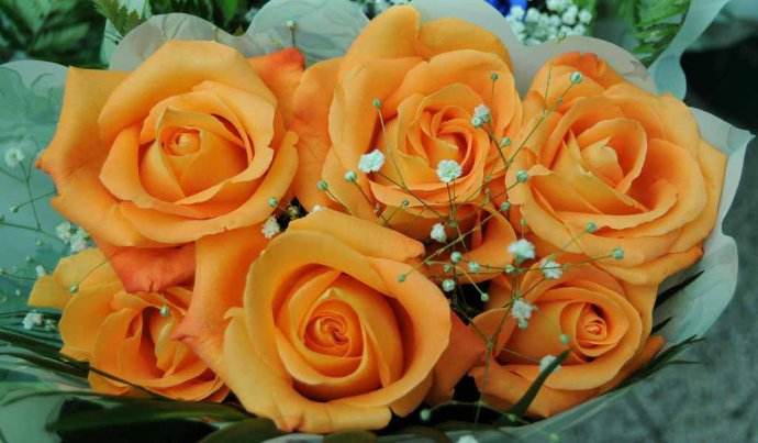 各色玫瑰不同花语表白千万别送错了哦！「凌源名品」