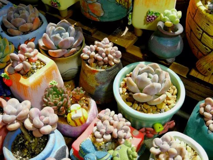 多肉长出小尾巴求救信号,多肉有什么求救信号