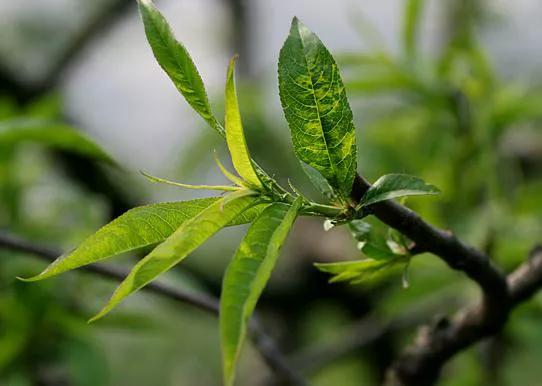 孩子耳朵进了蚊虫怎办,蚊虫进入耳朵的正确处理方法