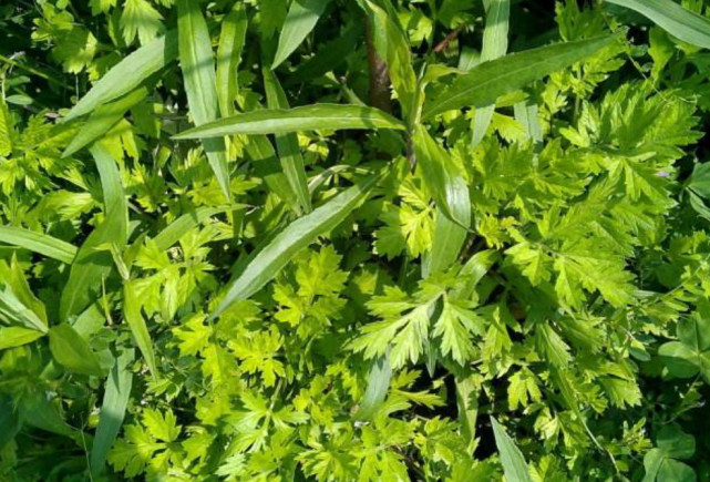 降血压的蔬菜和水果和野菜有哪些,农村这种野菜竟是散结的救命菜