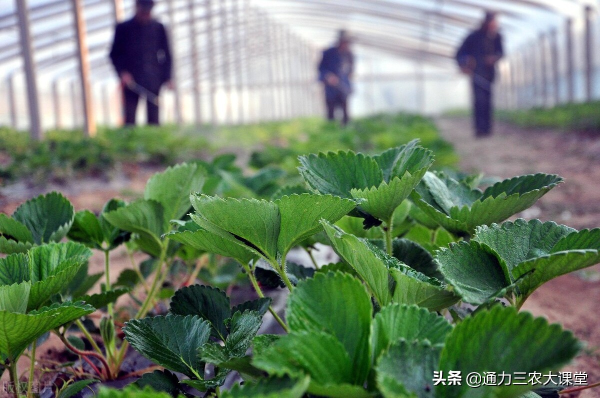 叶面肥用不用二次稀释,叶面肥怎么施镁和硼