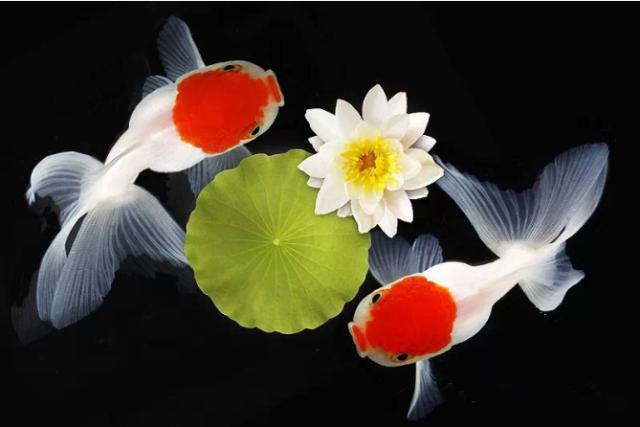 这些五彩斑斓的金鱼养眼又养心,最美的观赏金鱼值得一看