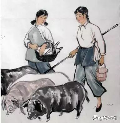 非看不可的超级经典,农村养猪人每天分享养猪经验