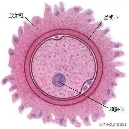 胚胎移植成功后有哪些注意事项,胚胎移植后的常见症状是什么