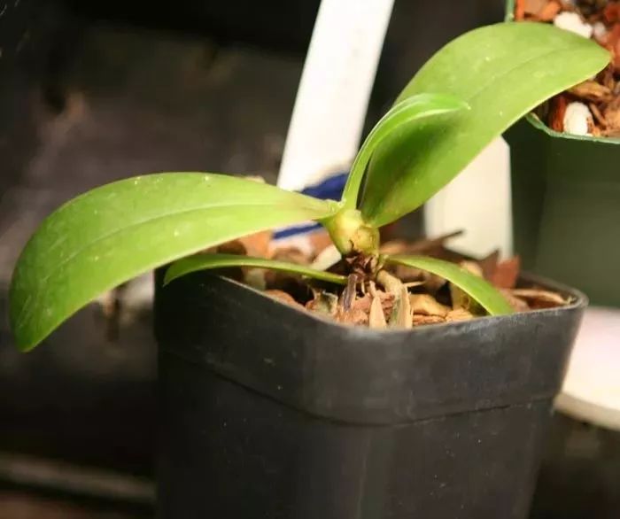 蝴蝶兰花凋谢了还能重新打理吗,蝴蝶兰花掉了怎么护理