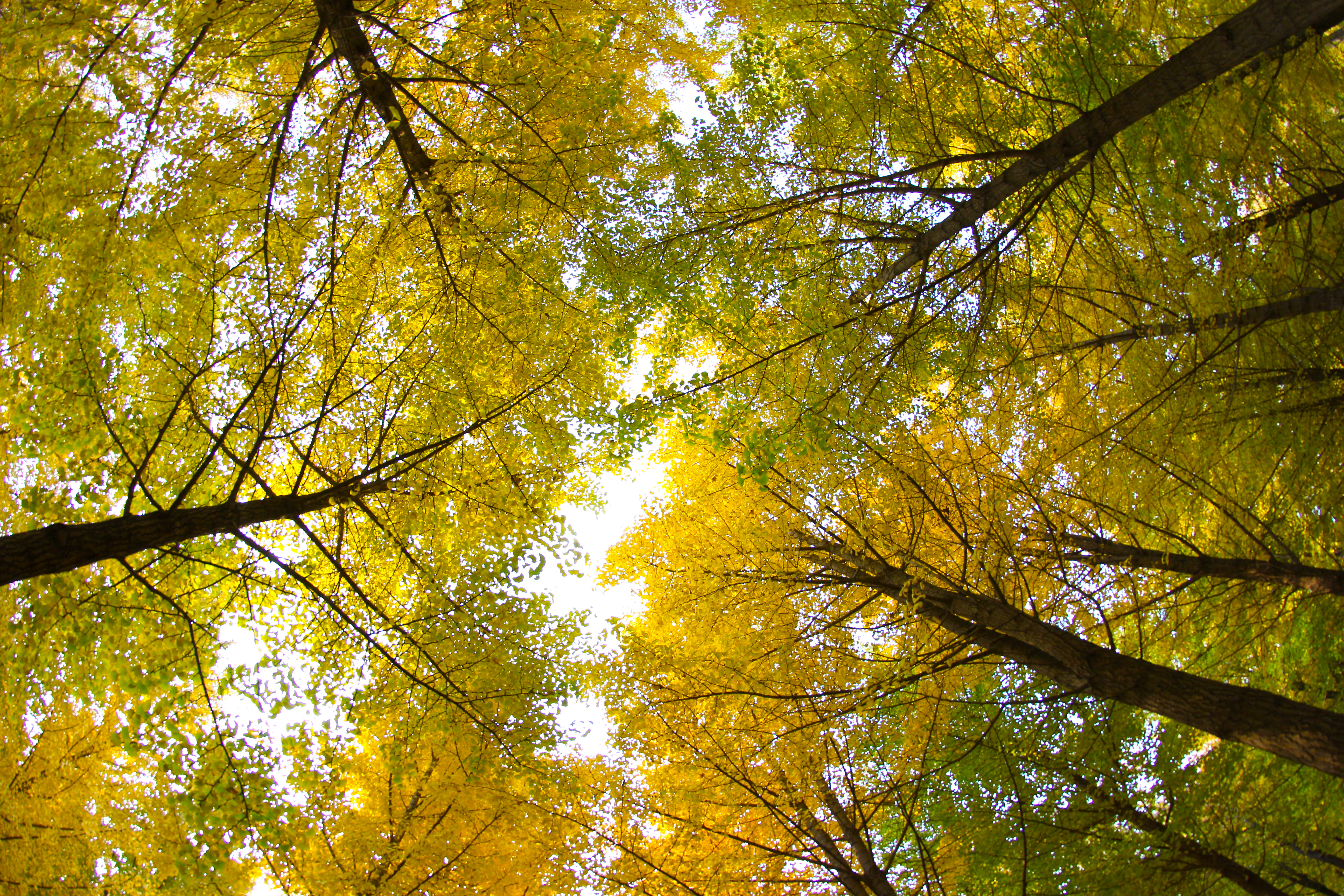 北京小众湿地公园免费,北京看银杏树林