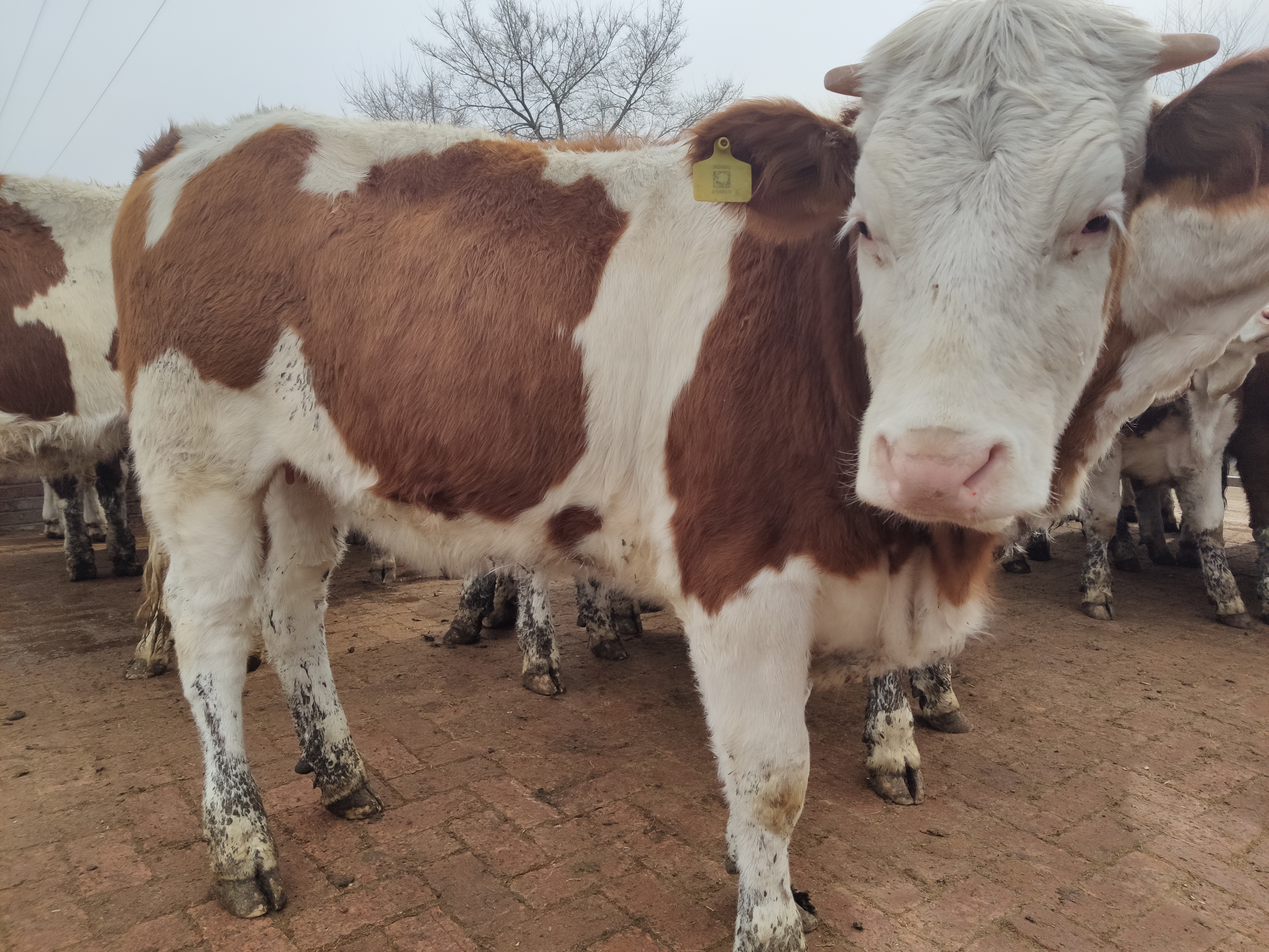 养牛诀窍让你的牛一年四季不得病,快速了解牛的生长过程的方法