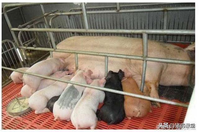 详解母猪产后常见病防治措施及后备、空怀、妊娠，产后母猪管理