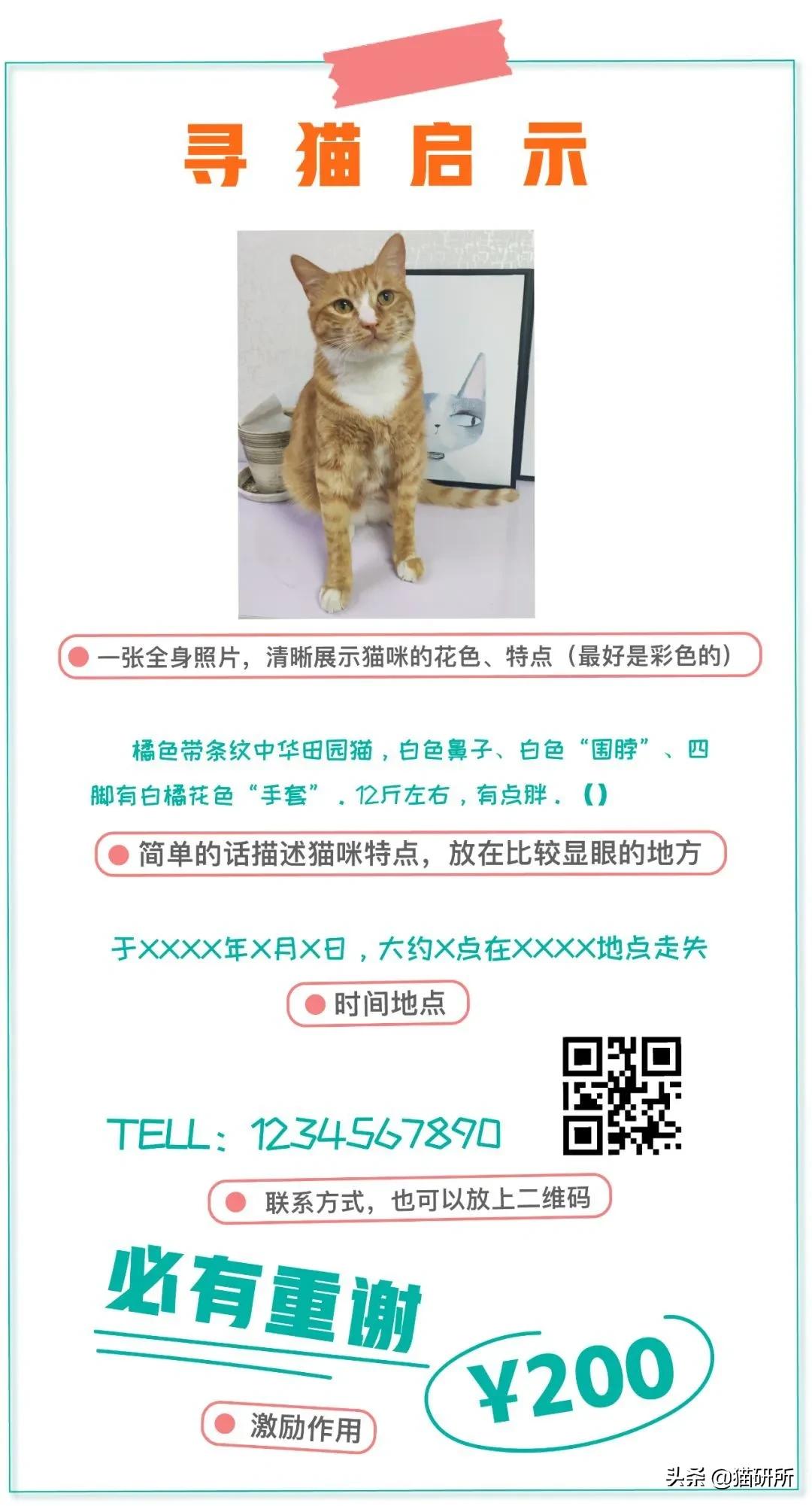 养猫怎么防止猫咪跑丢,猫咪走丢3招快速找回