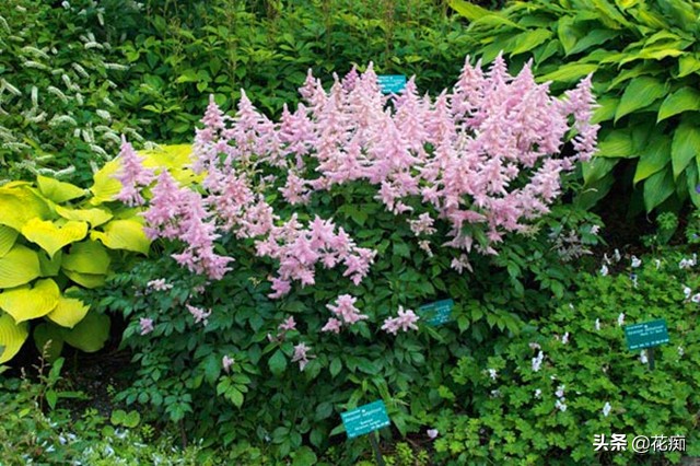 网红黑紫色叶子盆栽,落新妇银星盆栽