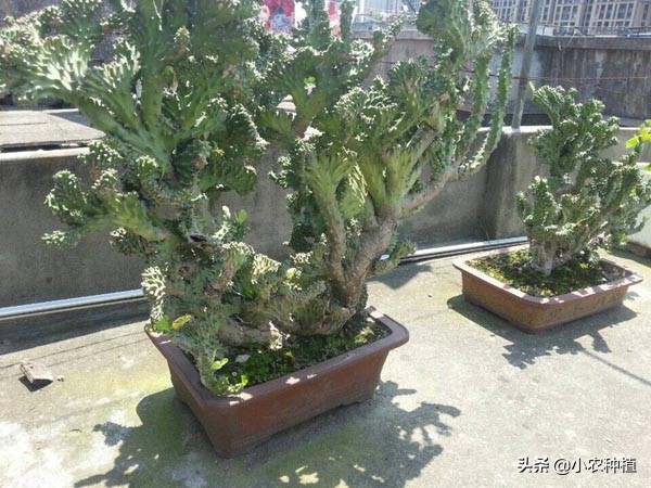 麒麟掌有毒吗,麒麟掌有没有毒性