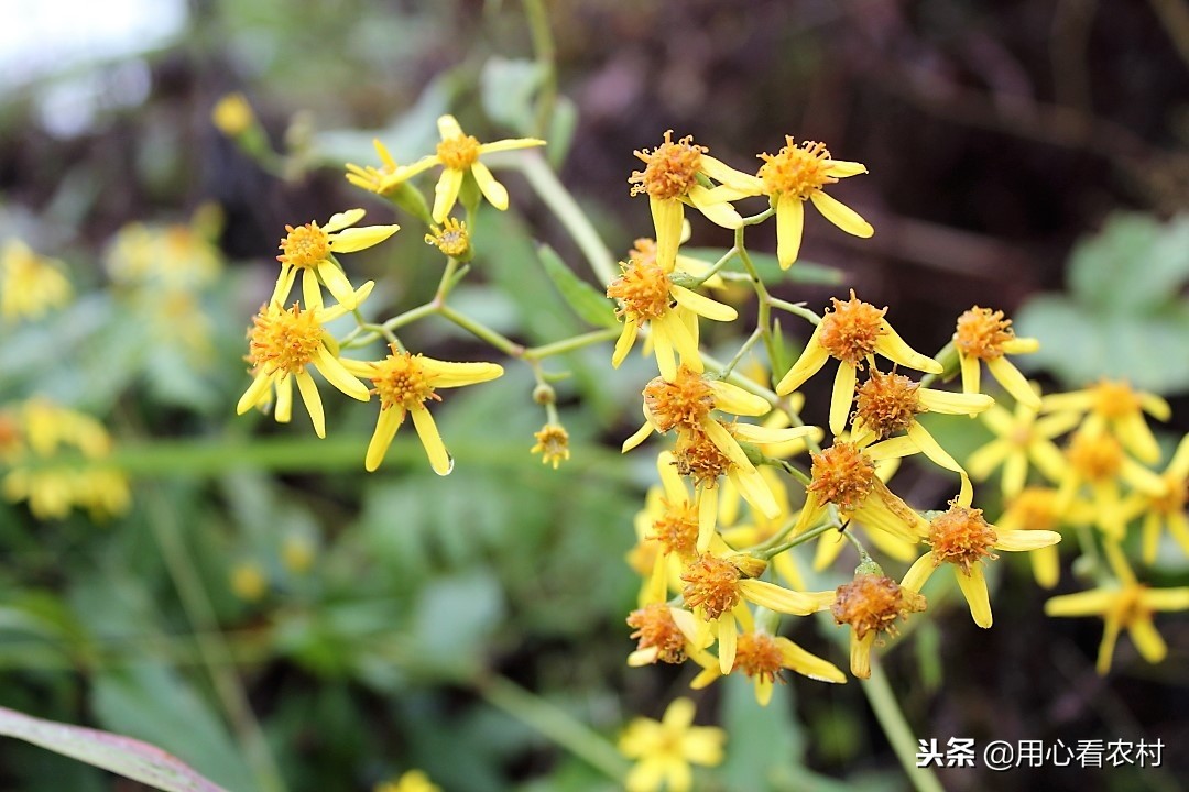 乡间小黄花,农村路边小黄花
