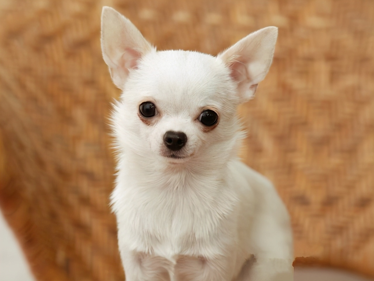 超适合新手养的10种狗狗,这9种狗狗最适合女人养了