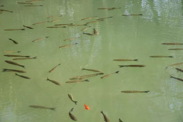 黑鱼常识,关于黑鱼的科普知识介绍