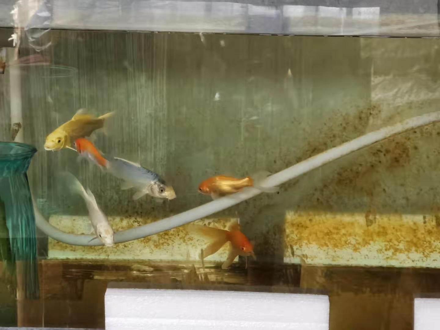 家牛的宠物龟、草金鱼、仙人球日志第201、202日